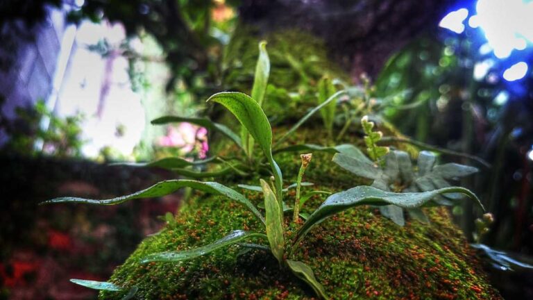 Who Owns The 99 Exchange Platform In India?